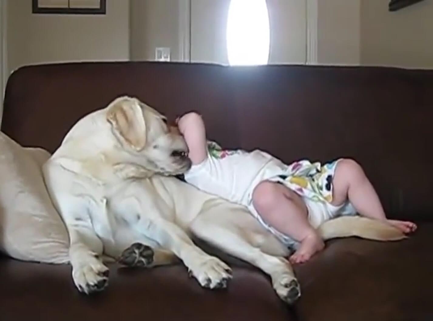 ラブラドールレトリーバー,動画