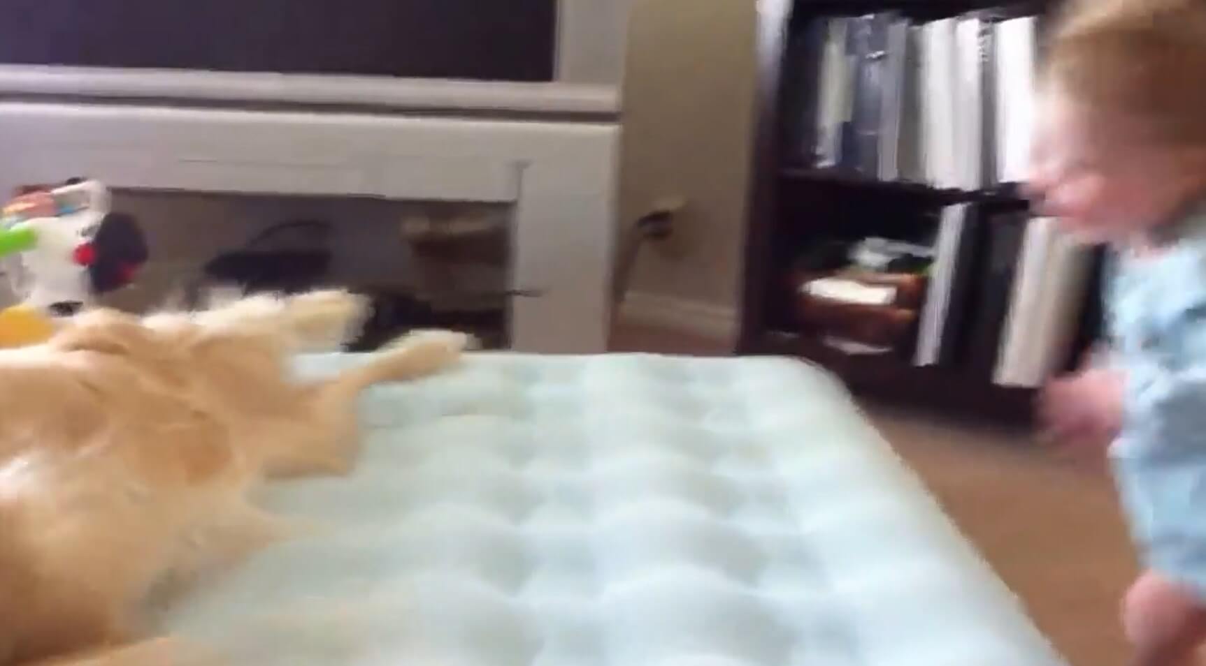 ゴールデンレトリーバー,動画