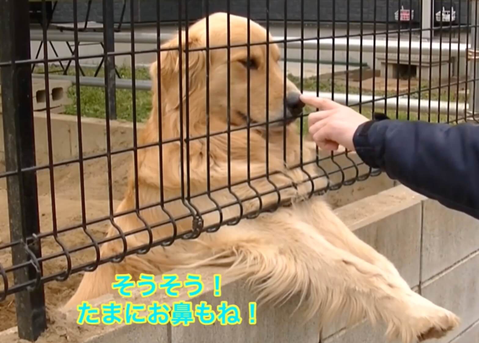 ゴールデンレトリーバー,動画