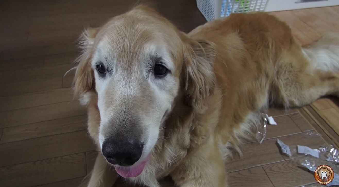 ゴールデンレトリーバー,動画