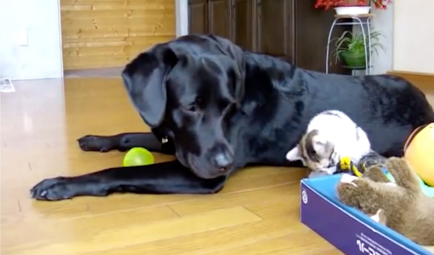 ラブラドールレトリーバー,動画