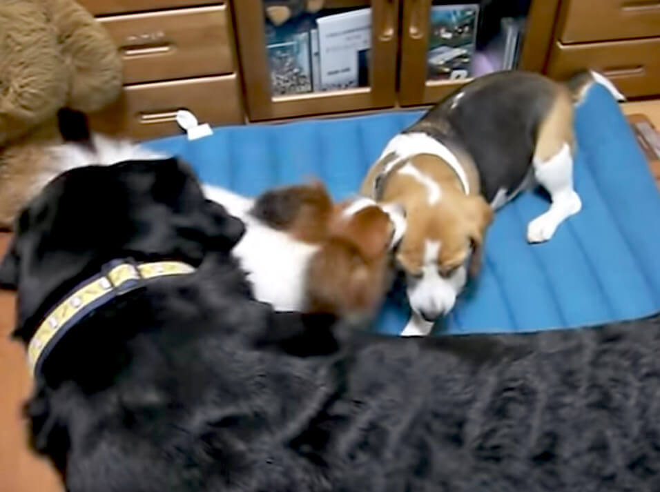 ラブラドールレトリーバー,動画