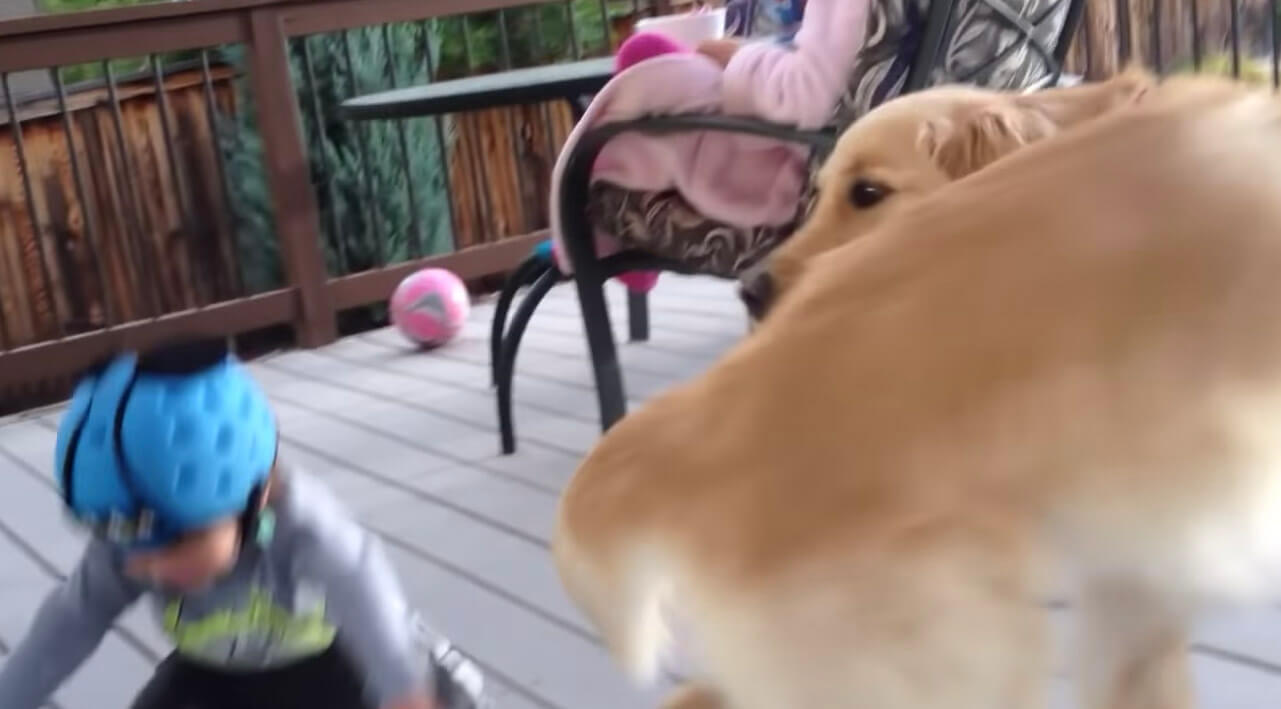 ゴールデンレトリーバー,動画