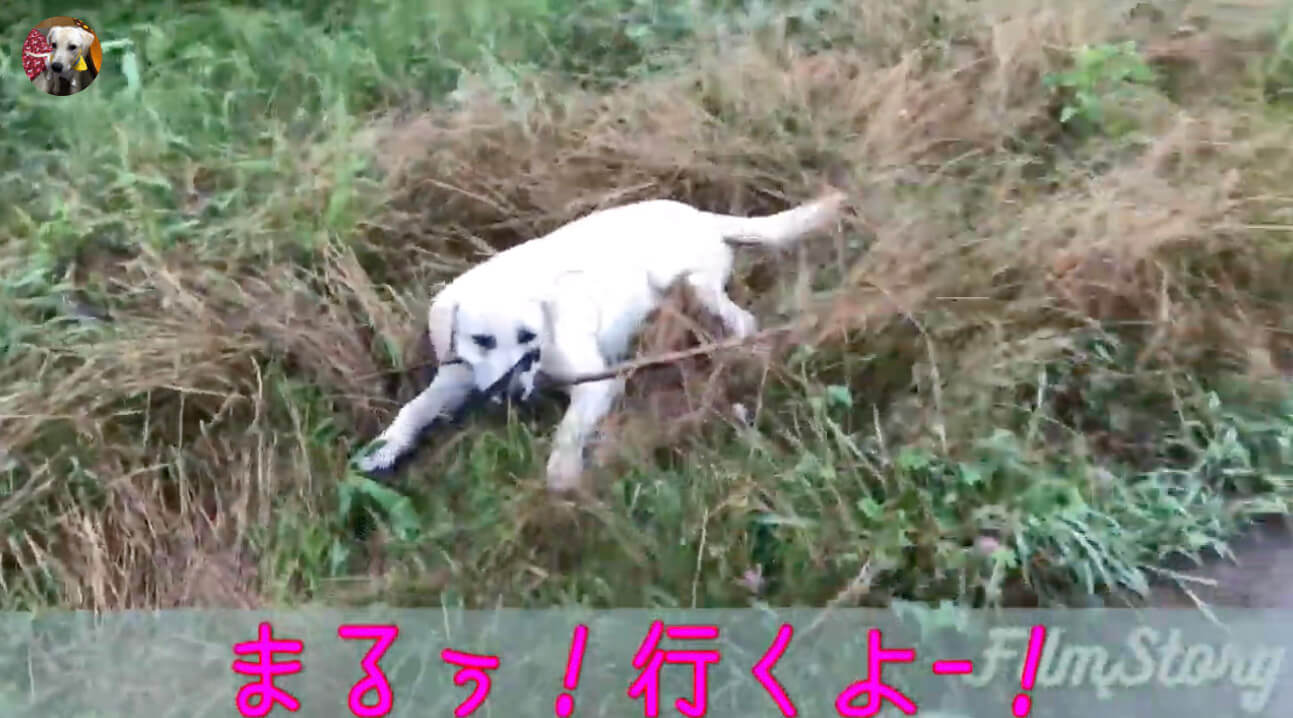 ラブラドールレトリーバー,動画