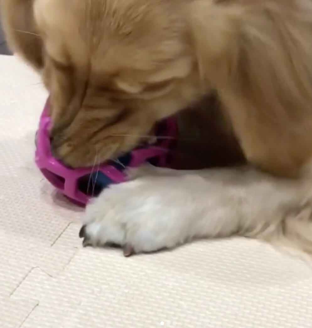 ゴールデンレトリーバー,動画