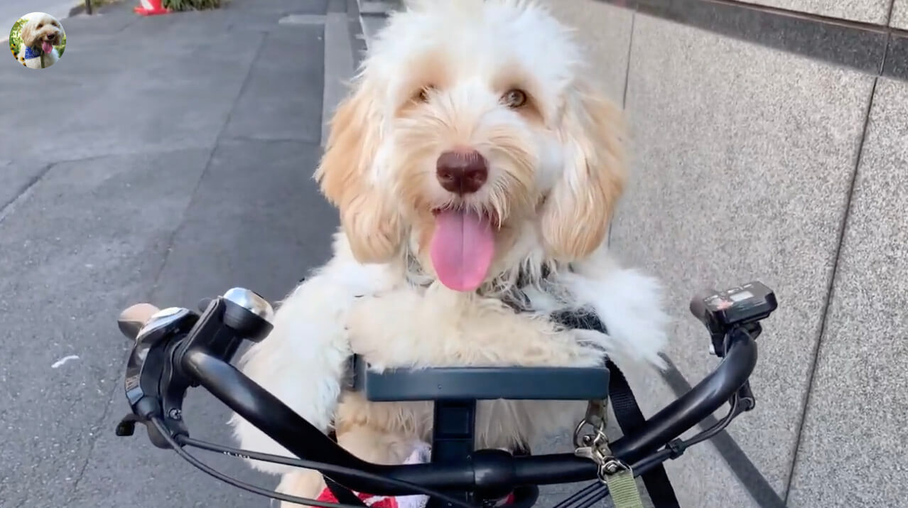 ラブラドゥードル,動画