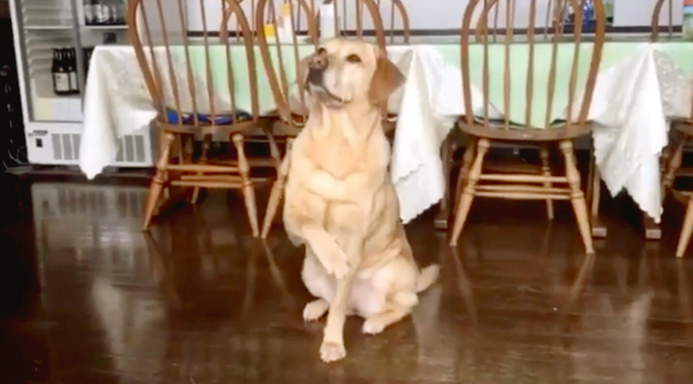 ラブラドールレトリーバー,動画