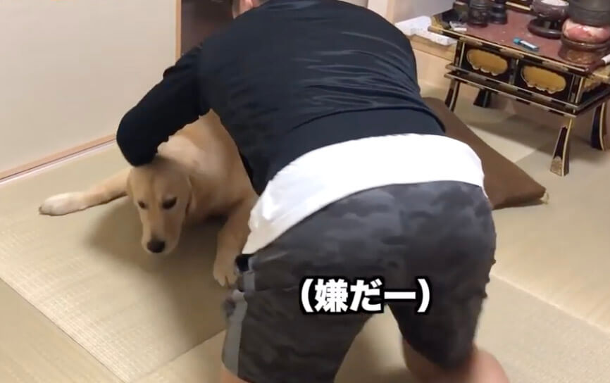 ゴールデンレトリーバー,動画