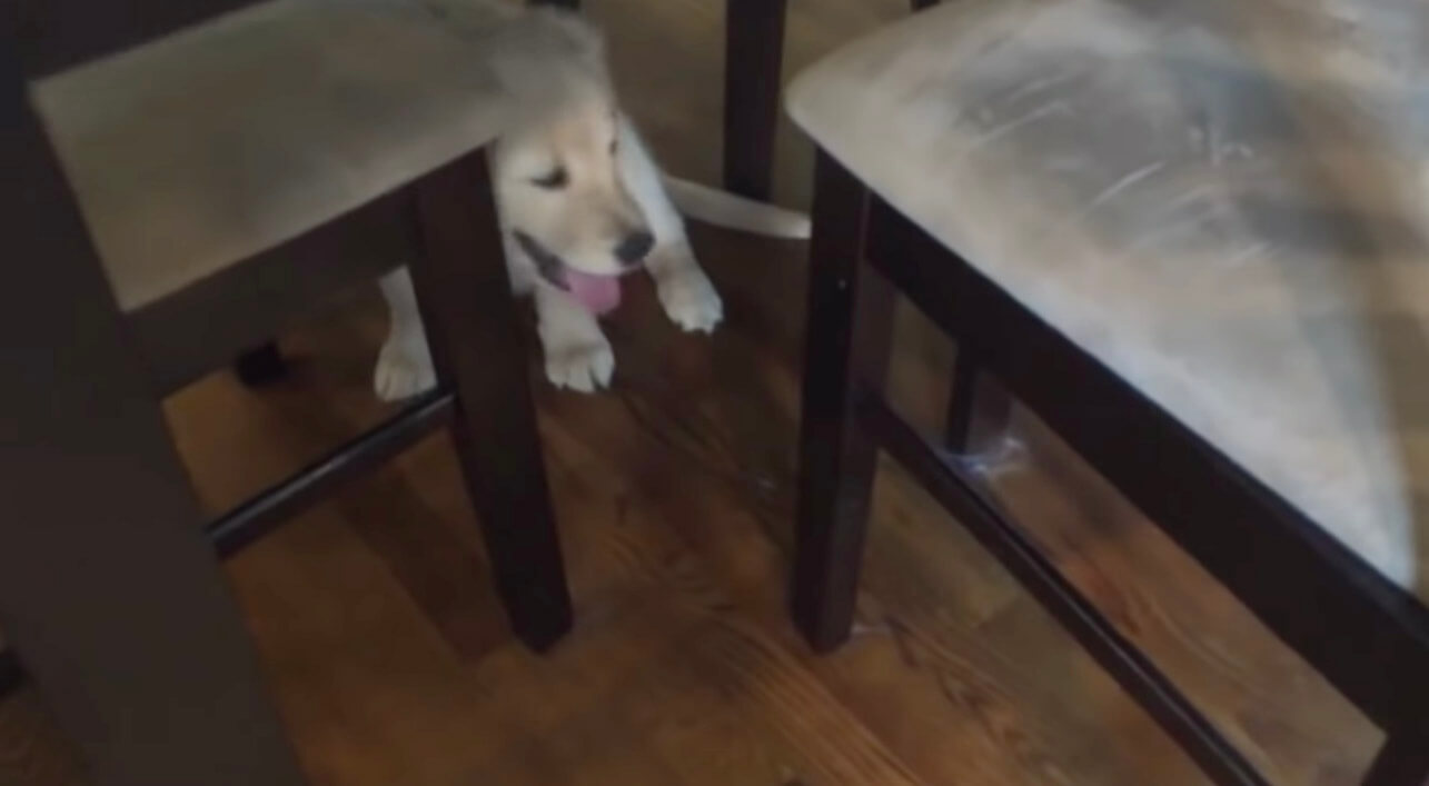 ゴールデンレトリーバー,動画