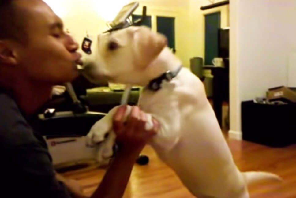 ラブラドールレトリーバー,動画