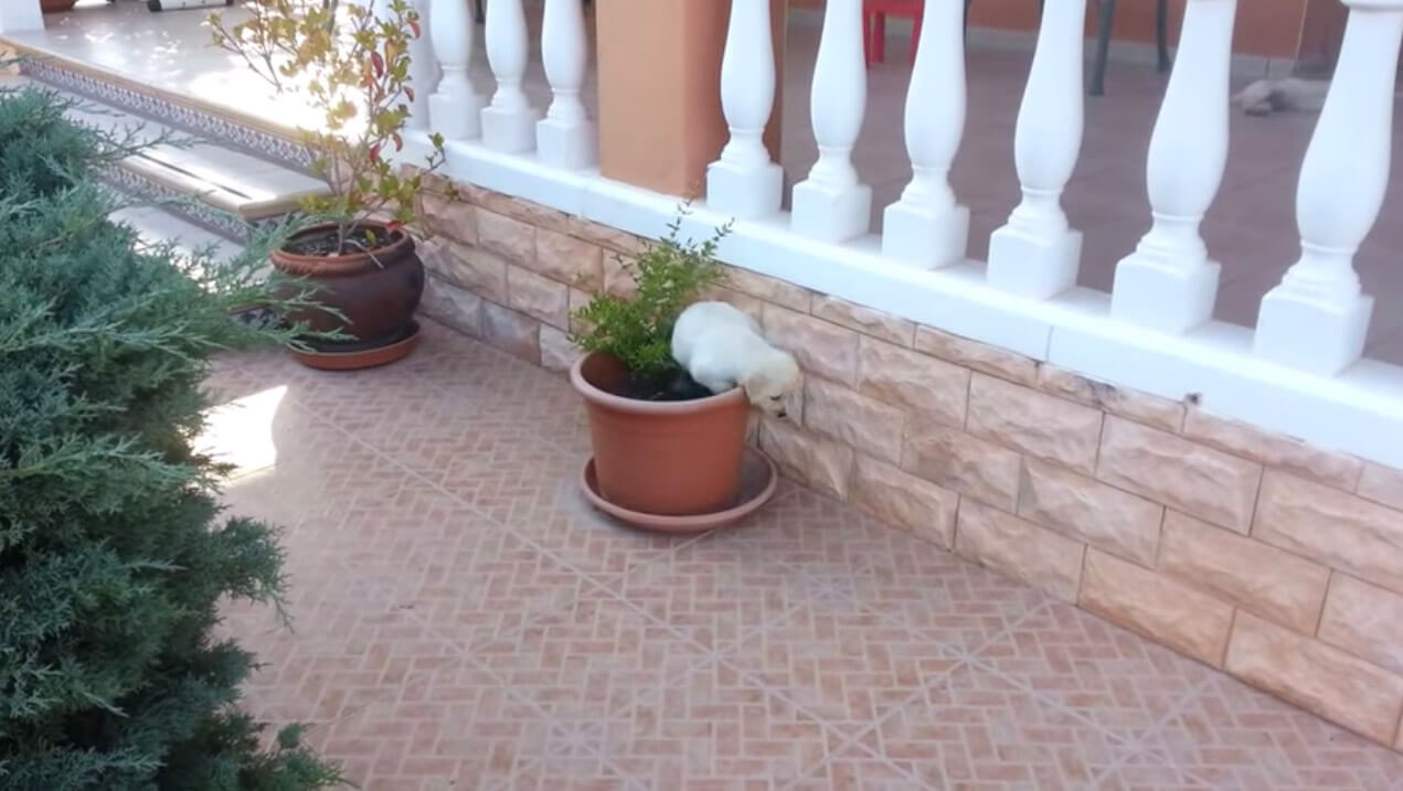 ラブラドールレトリーバー,動画