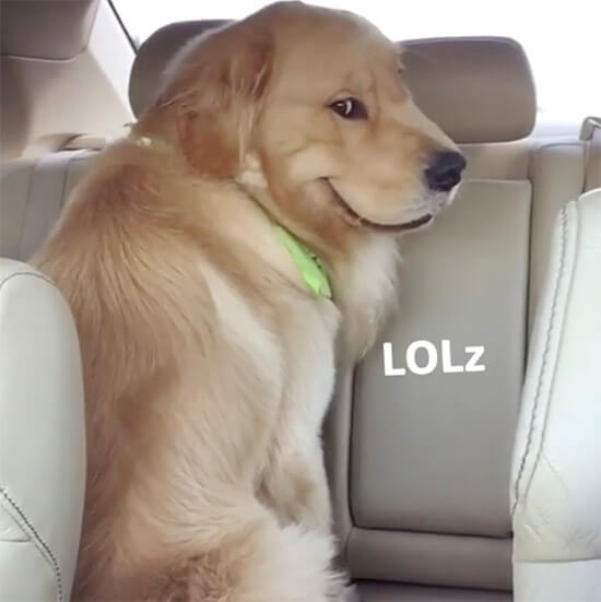 ゴールデンレトリーバー,動画