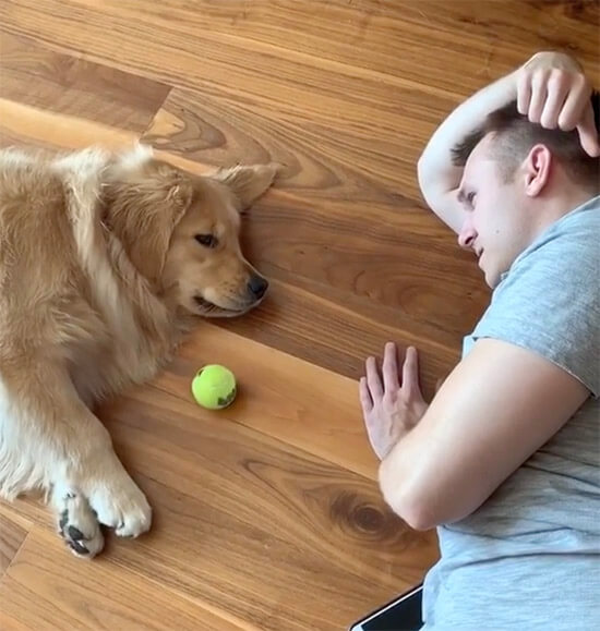 ゴールデンレトリーバー,動画