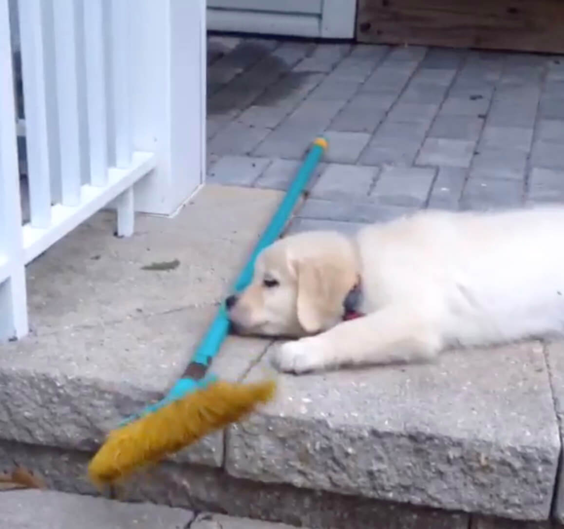 ゴールデンレトリーバー,動画