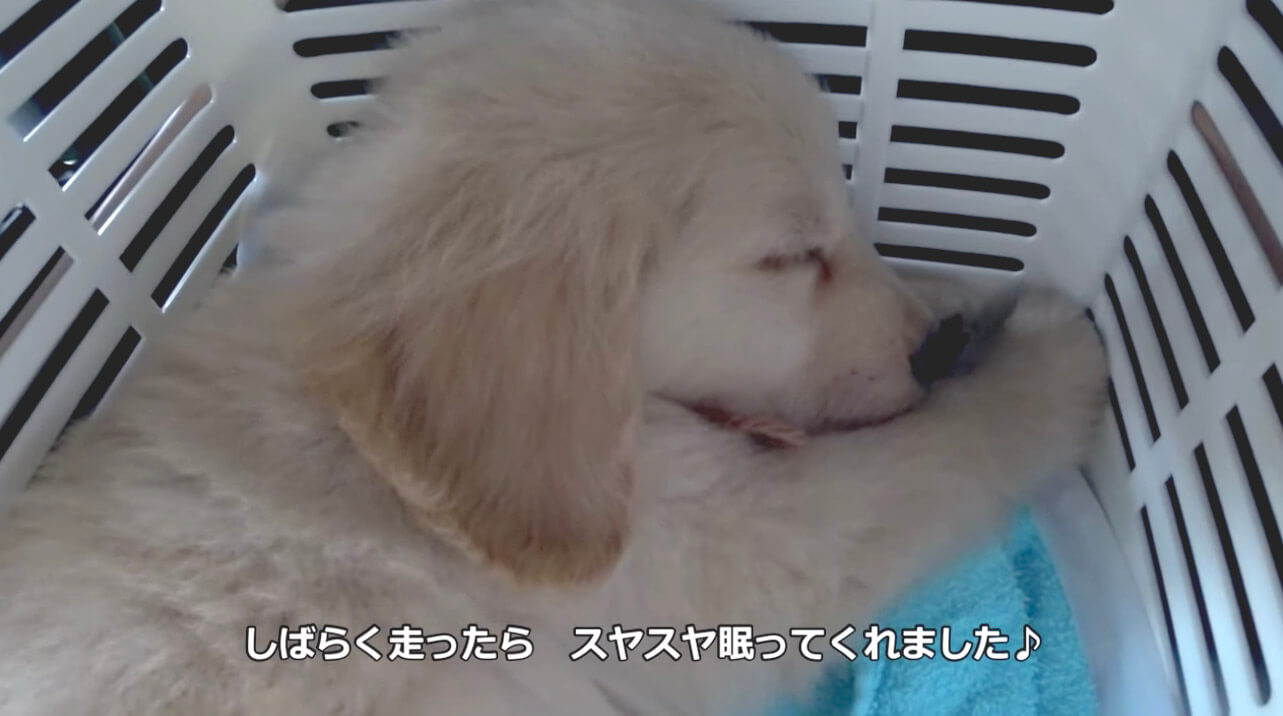 ゴールデンレトリーバー,動画