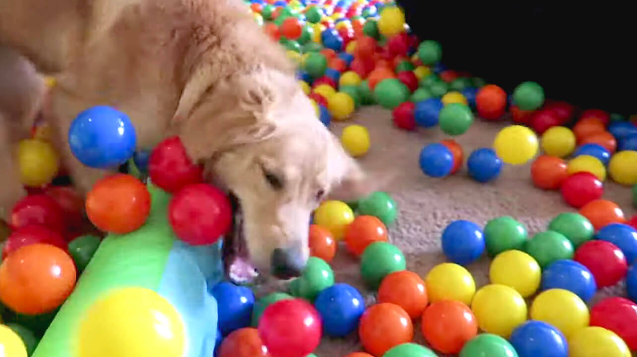 ゴールデンレトリーバー,動画