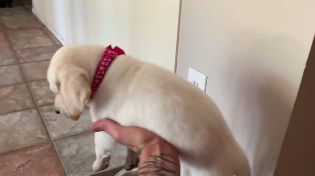 ラブラドールレトリーバー,動画