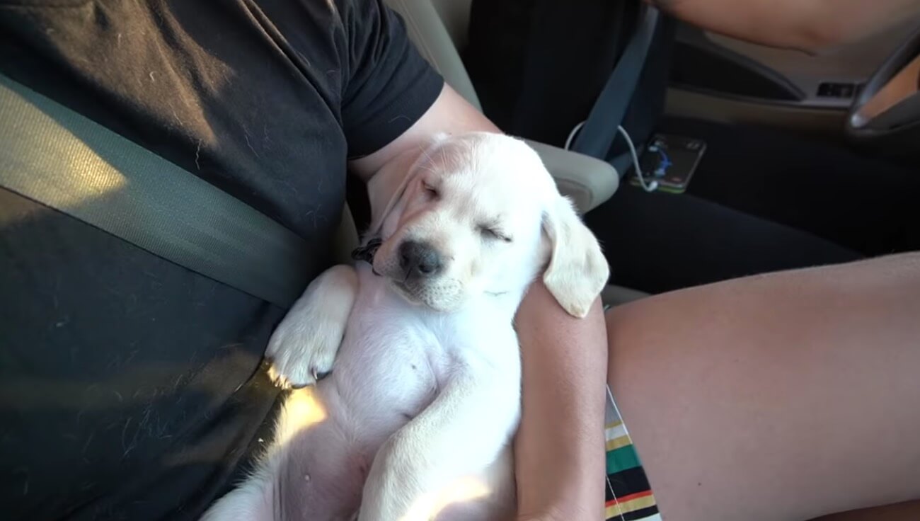 ラブラドールレトリーバー,動画