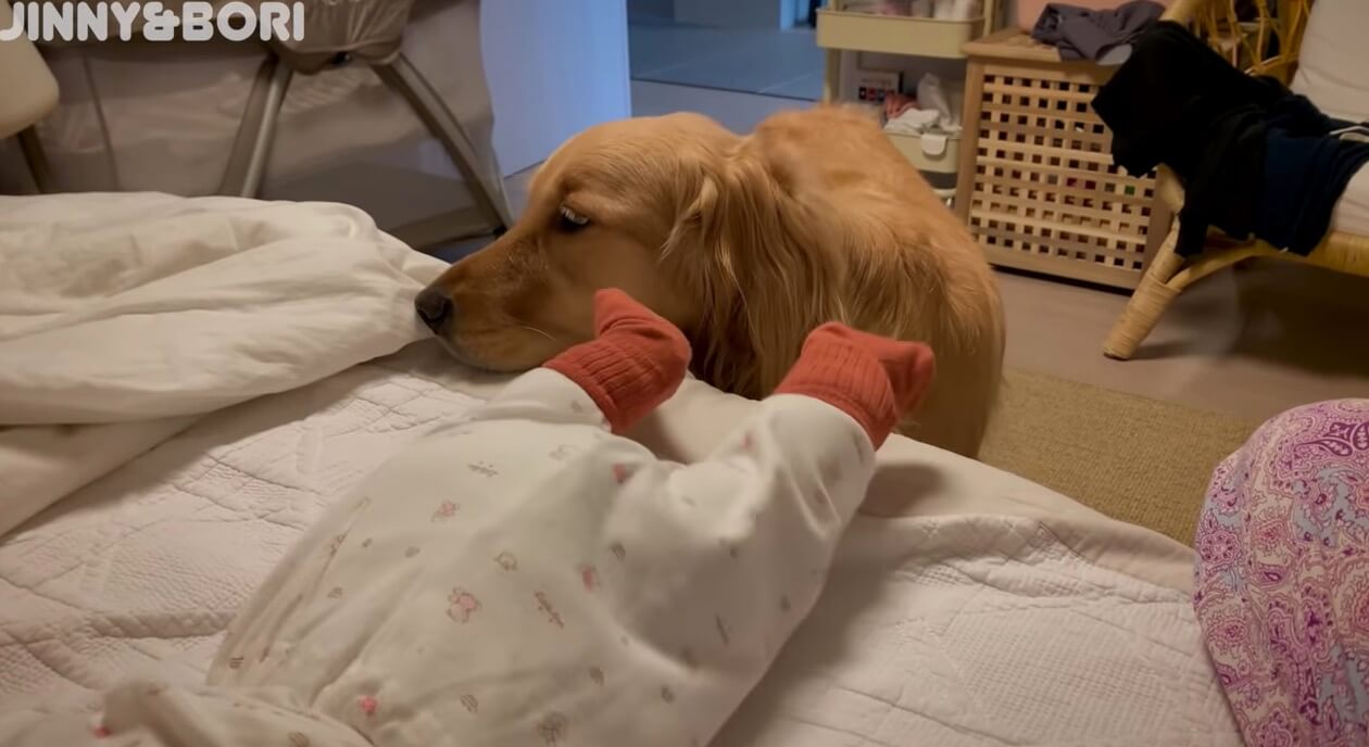 ゴールデンレトリーバー,動画