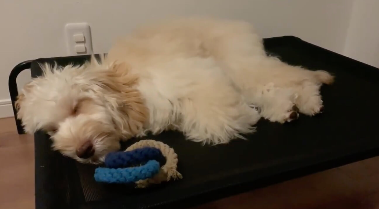 ラブラドゥードル,動画