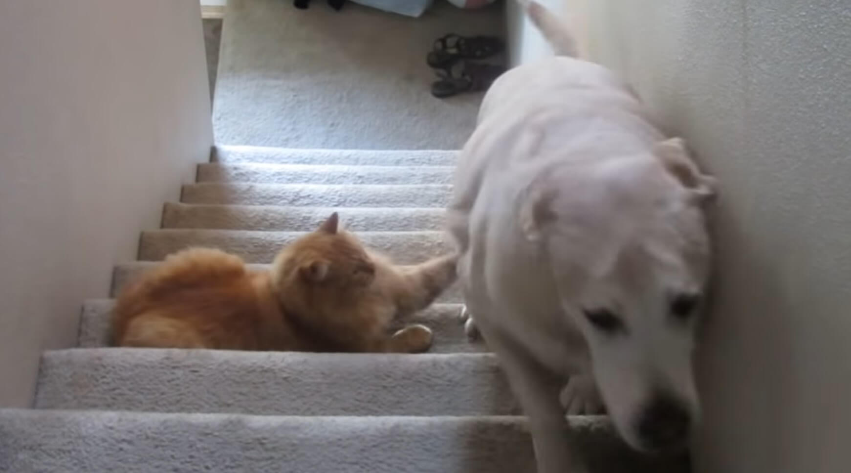 ラブラドールレトリーバー,動画