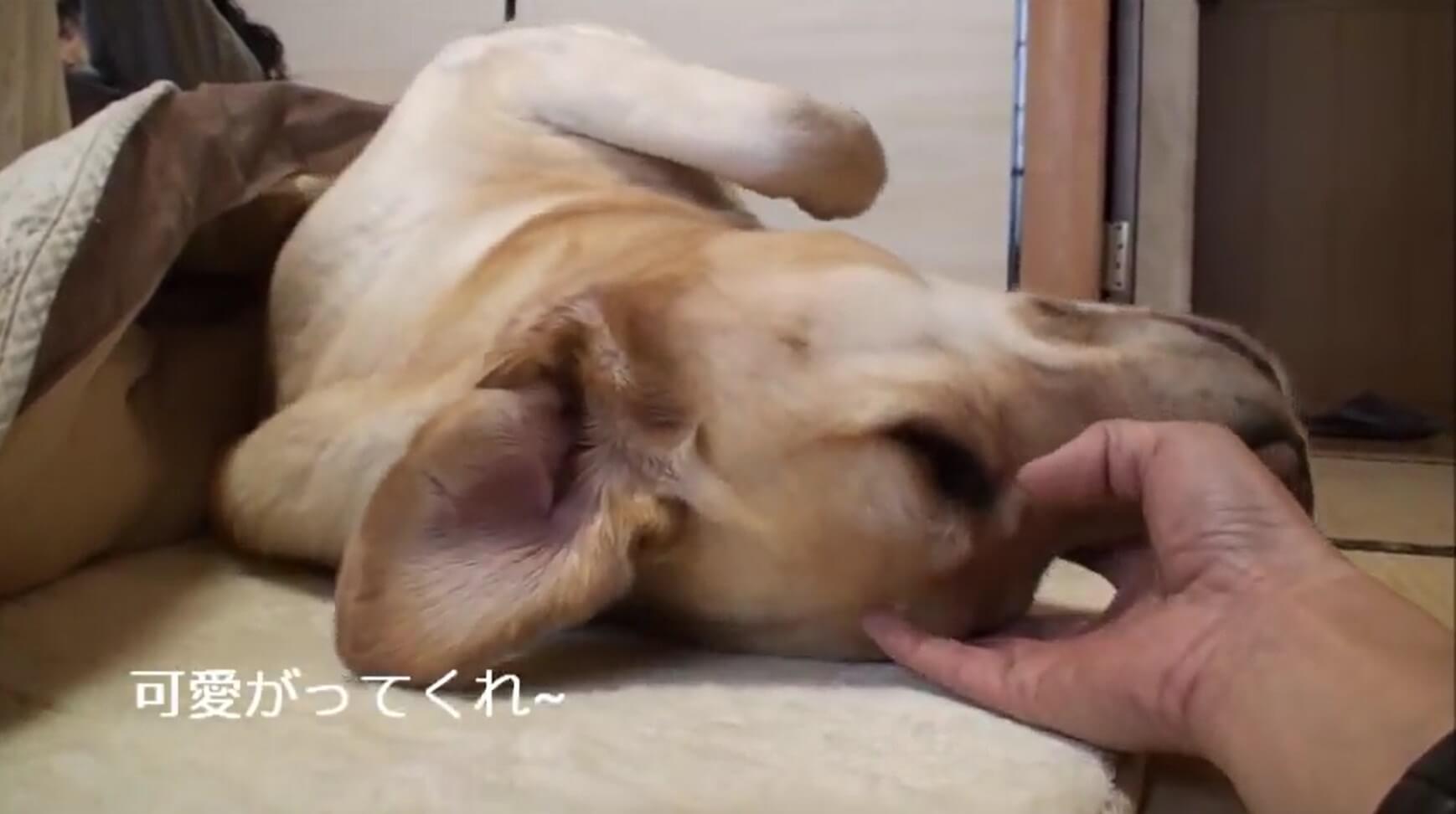 ラブラドールレトリーバー,動画