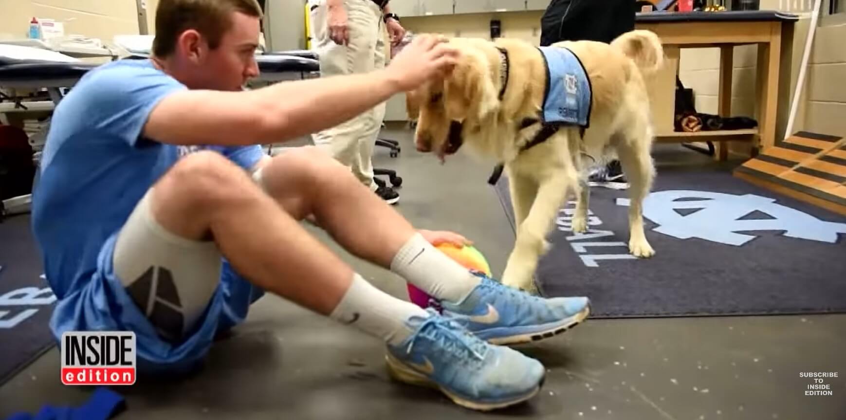 ゴールデンレトリーバー,動画