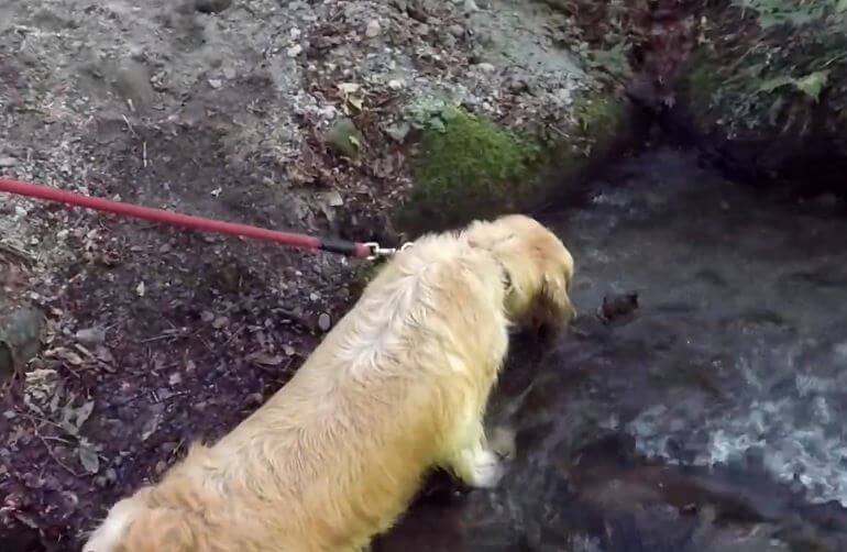 ゴールデンレトリーバー,動画