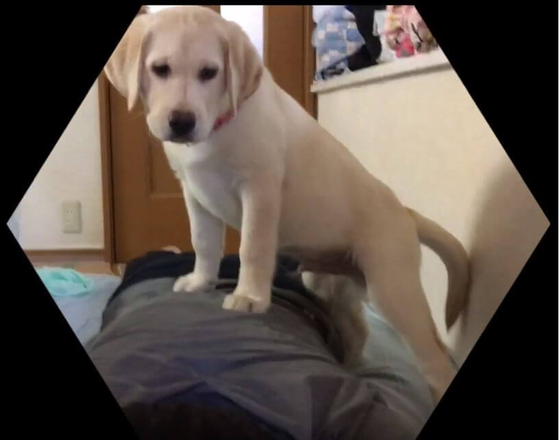 ラブラドールレトリーバー,動画
