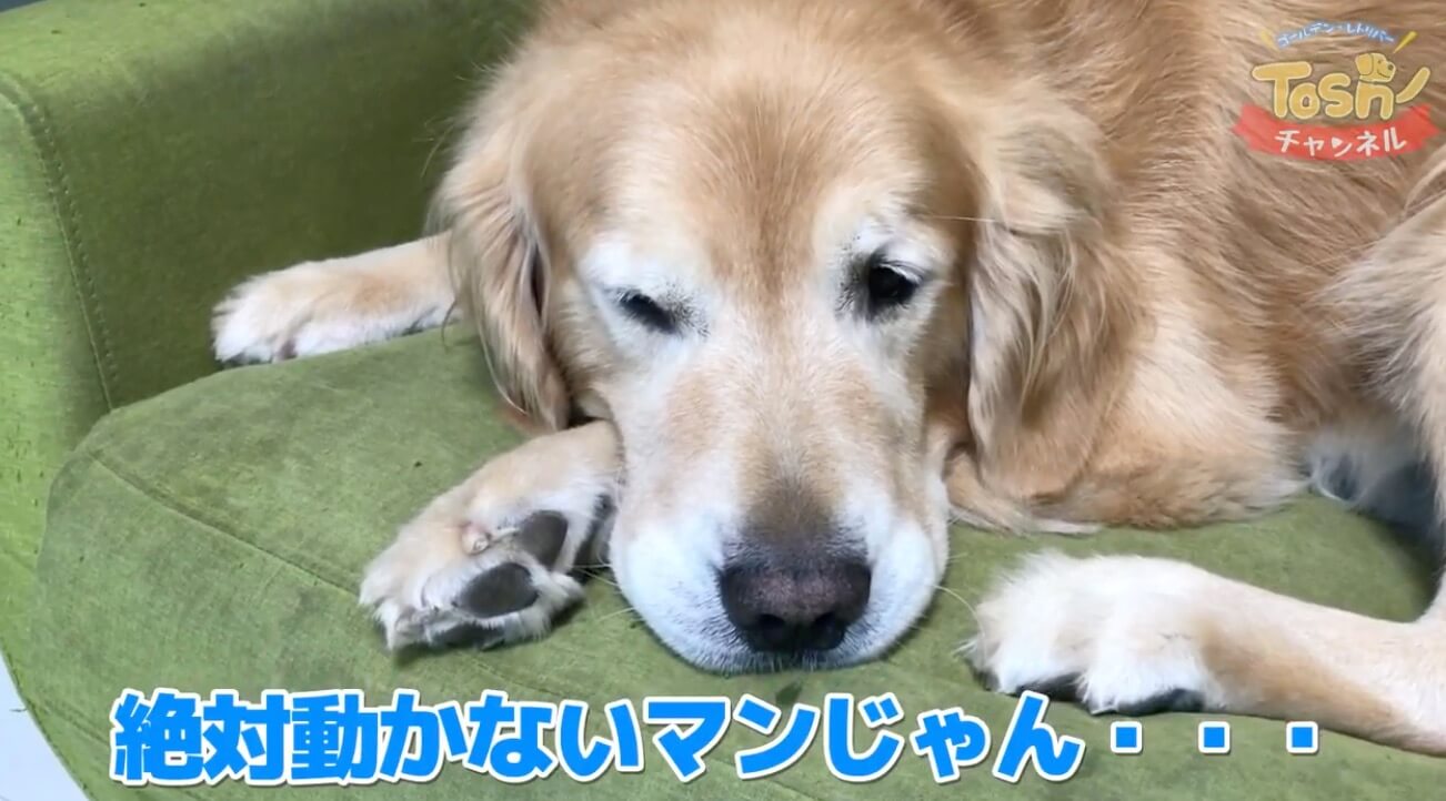 ゴールデンレトリーバー,動画