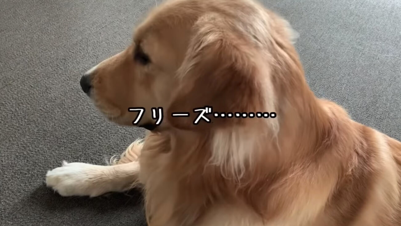 ゴールデンレトリーバー,動画