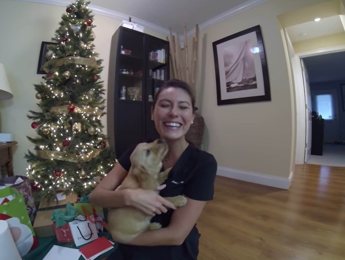 ゴールデンレトリーバー,動画