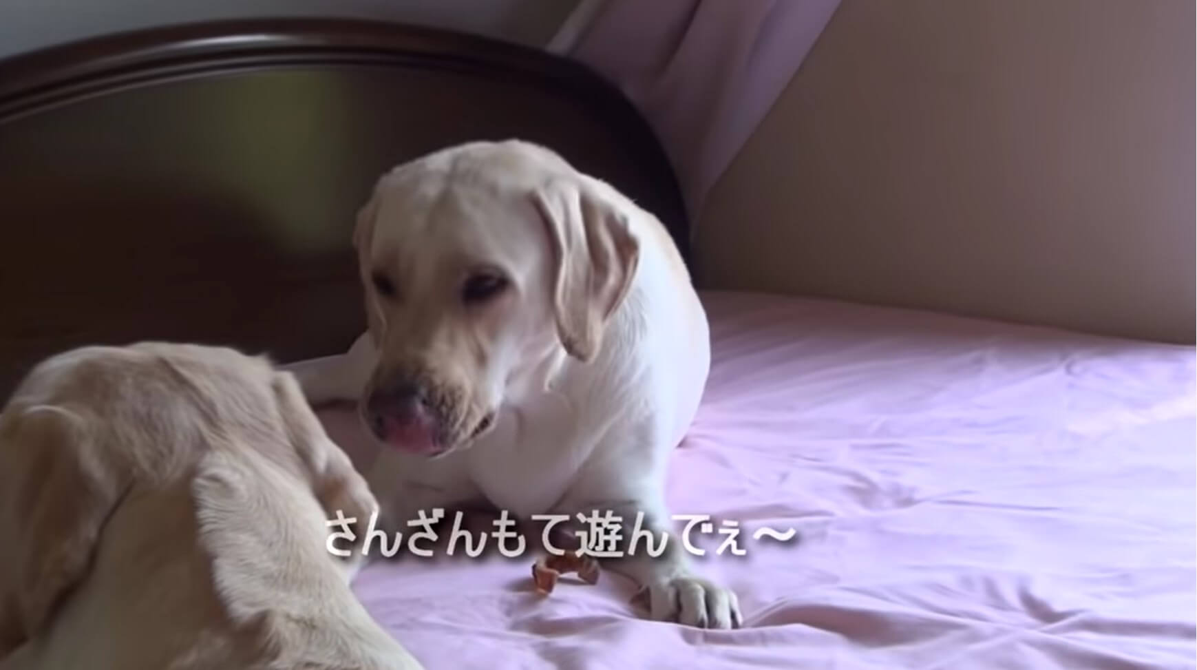 ラブラドールレトリーバー,動画