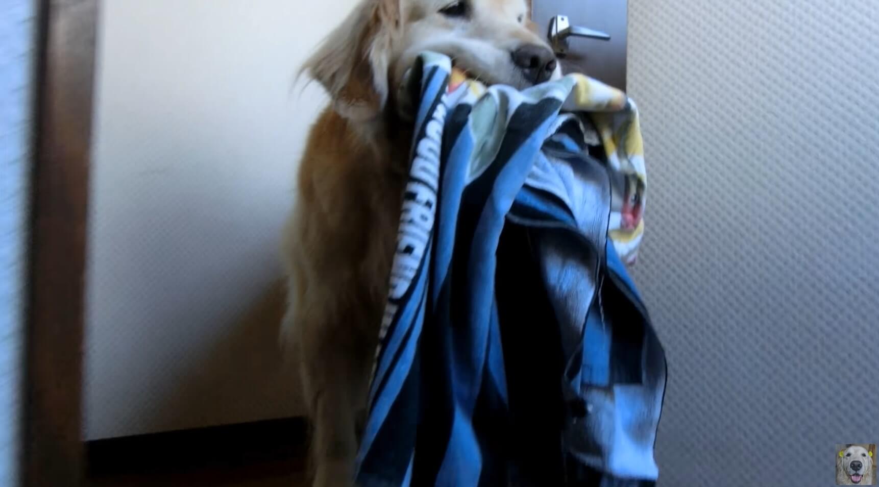 ゴールデンレトリーバー,動画