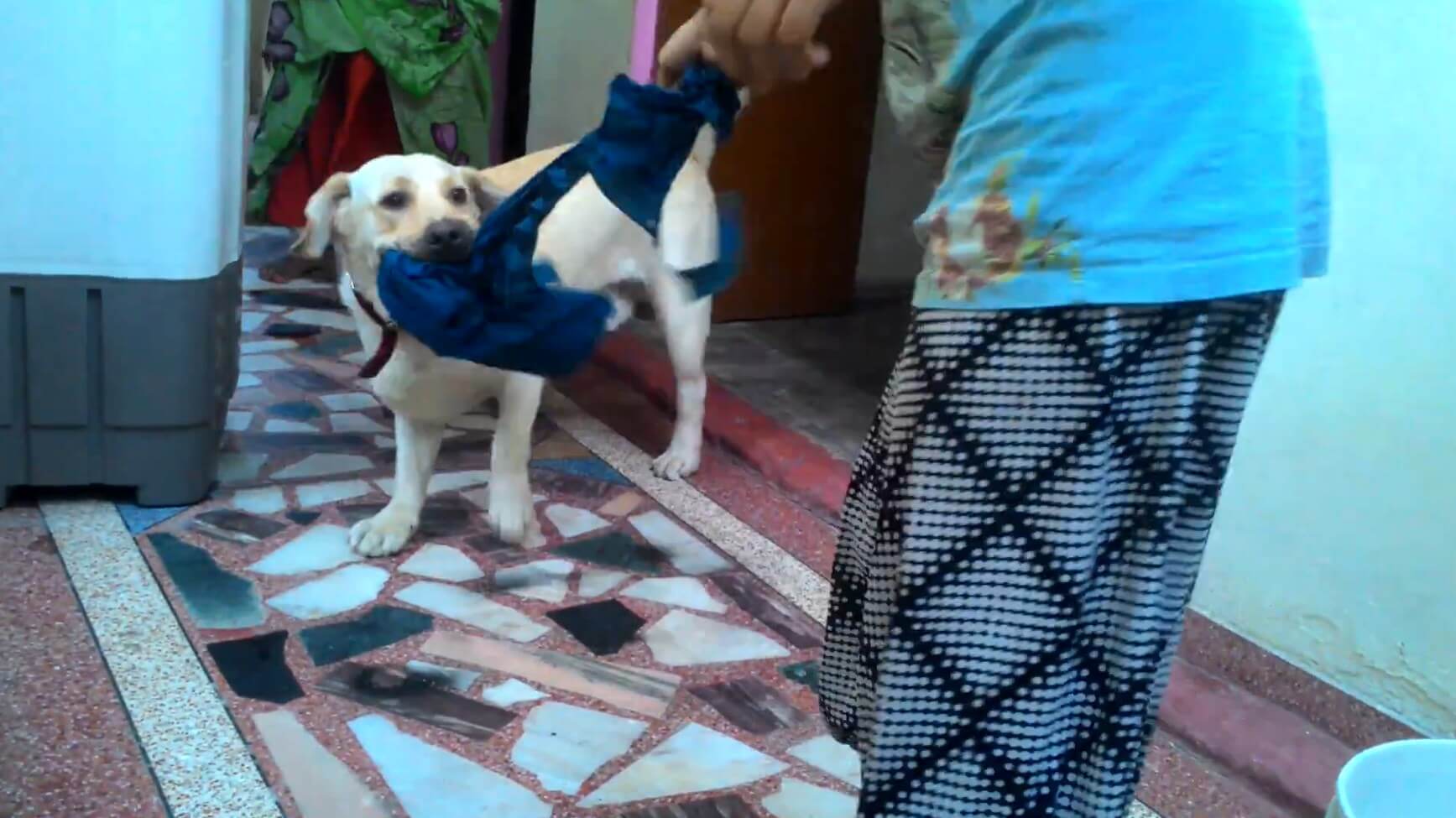 ラブラドールレトリーバー,動画