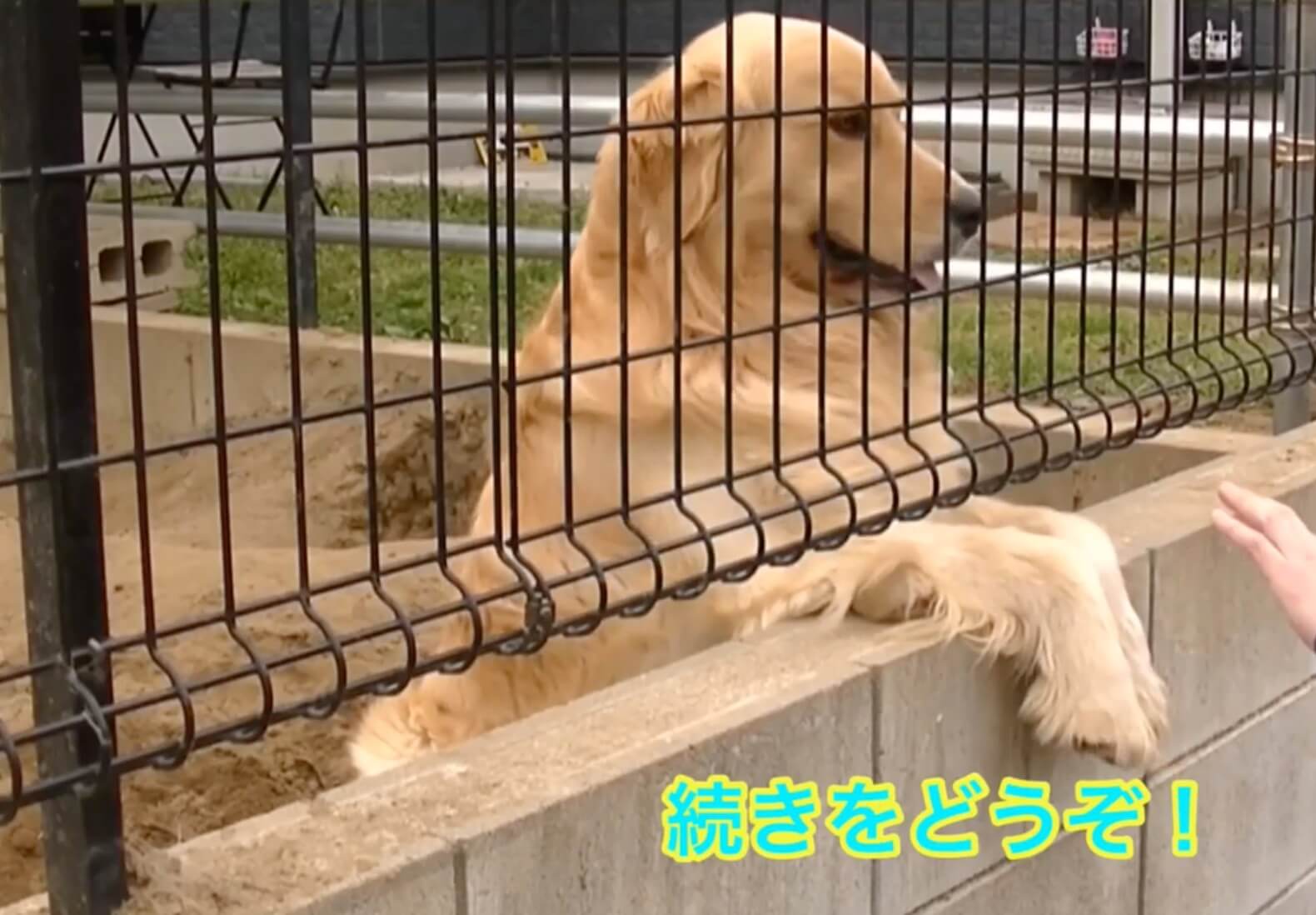 ゴールデンレトリーバー,動画