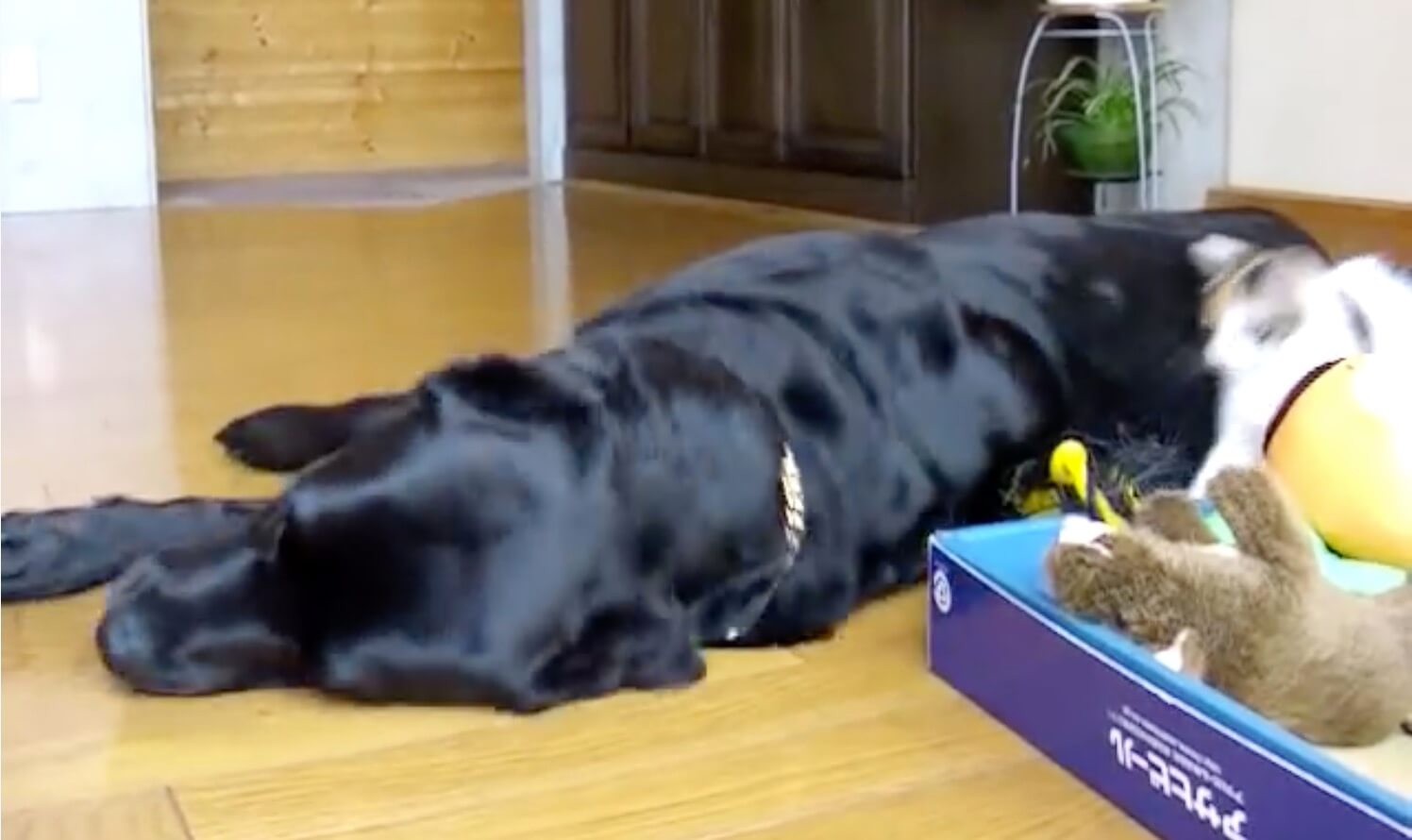 ラブラドールレトリーバー,動画