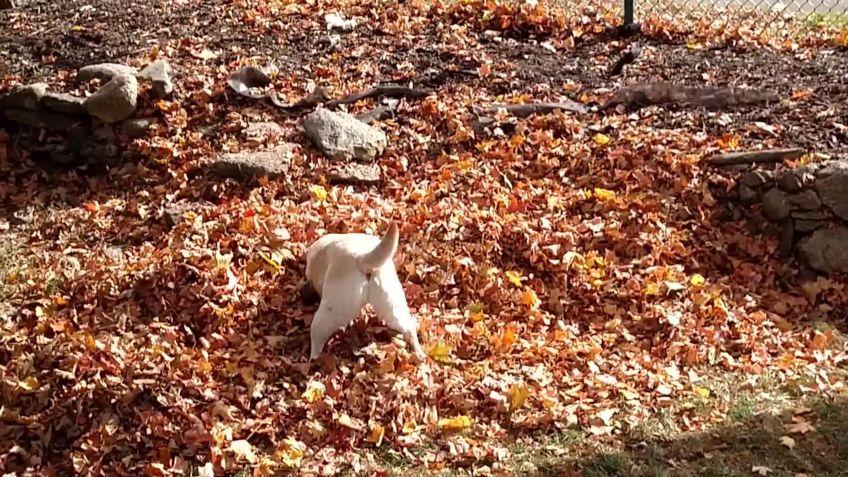 ラブラドールレトリーバー,動画