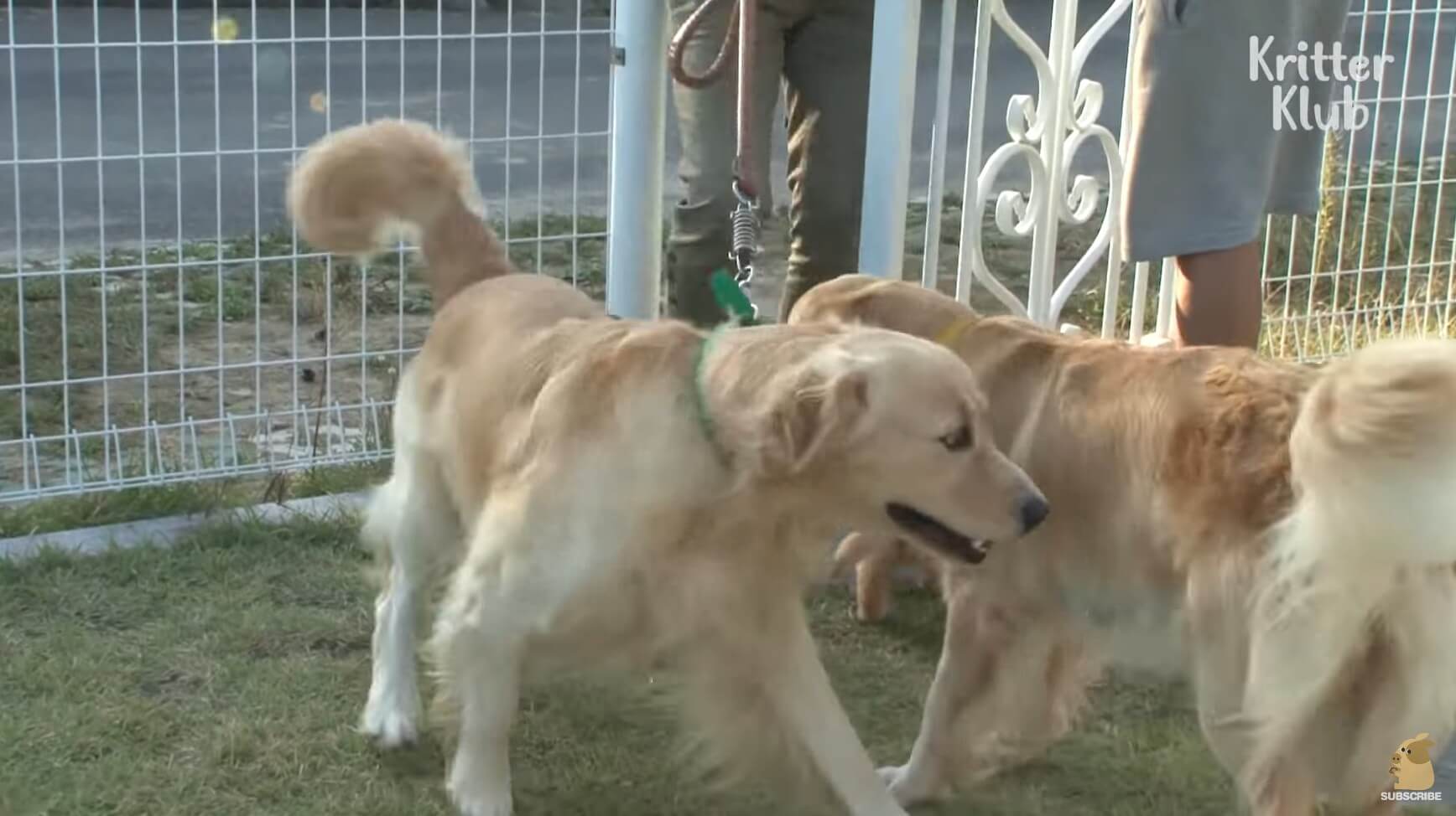 ゴールデンレトリーバー,動画