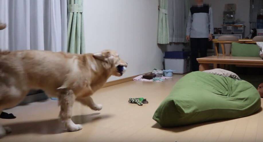 ゴールデンレトリーバー,動画