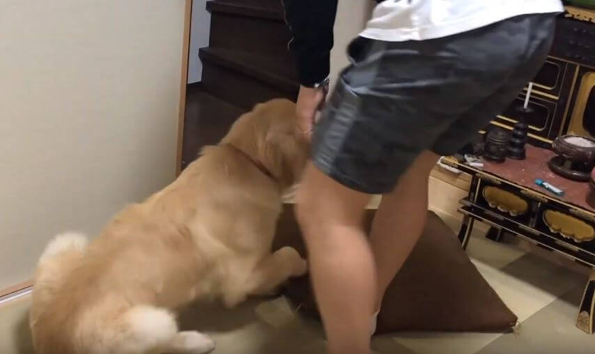 ゴールデンレトリーバー,動画