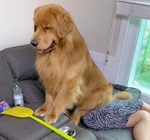 ゴールデンレトリーバー,動画