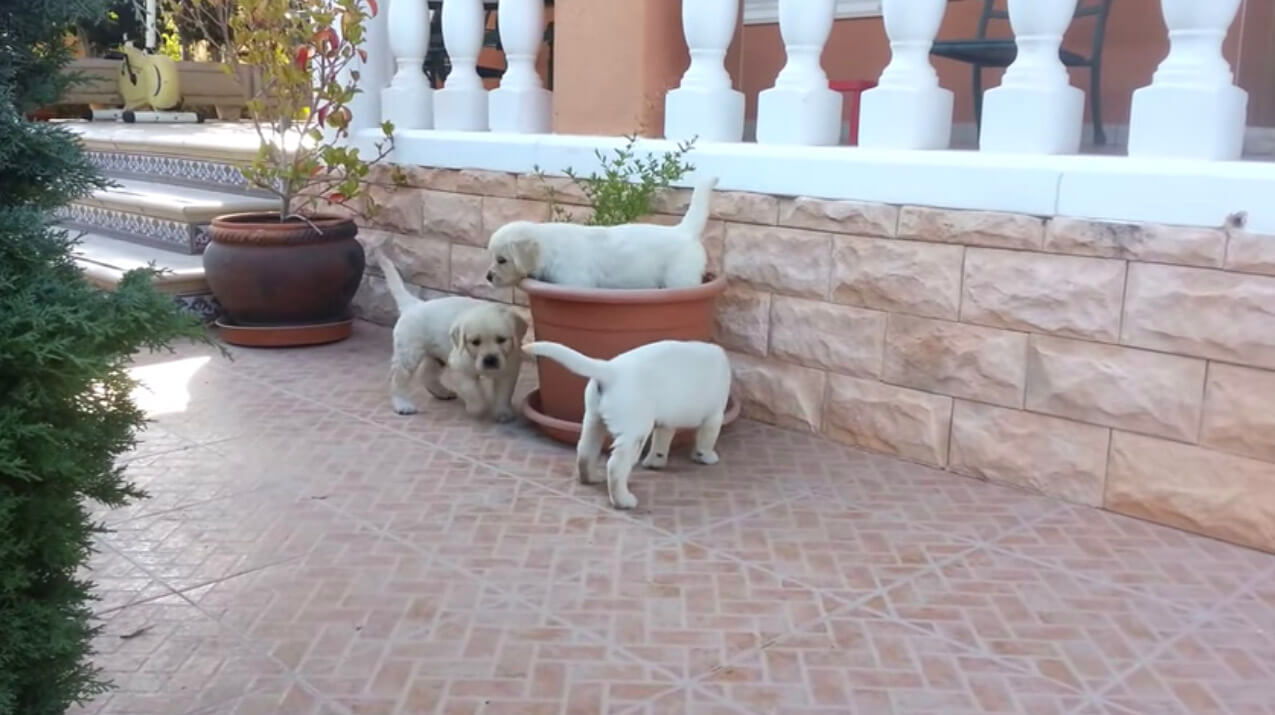 ラブラドールレトリーバー,動画