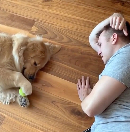 ゴールデンレトリーバー,動画