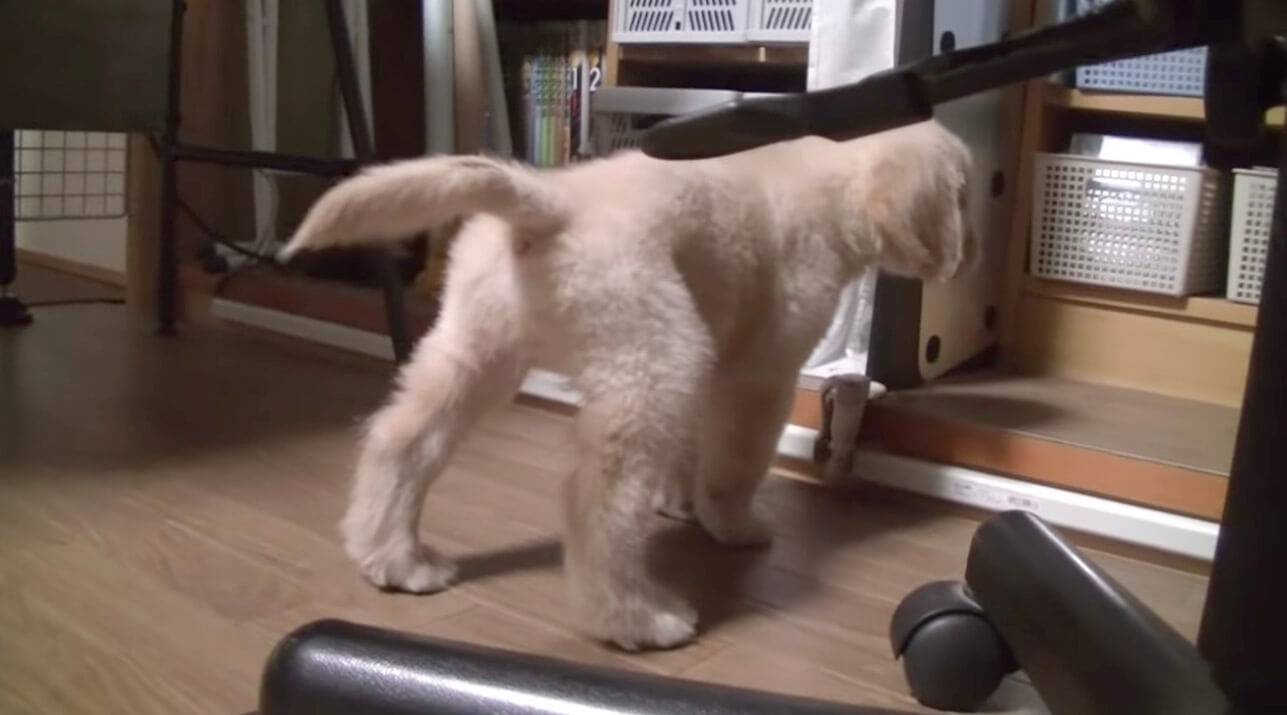 ゴールデンレトリーバー,動画