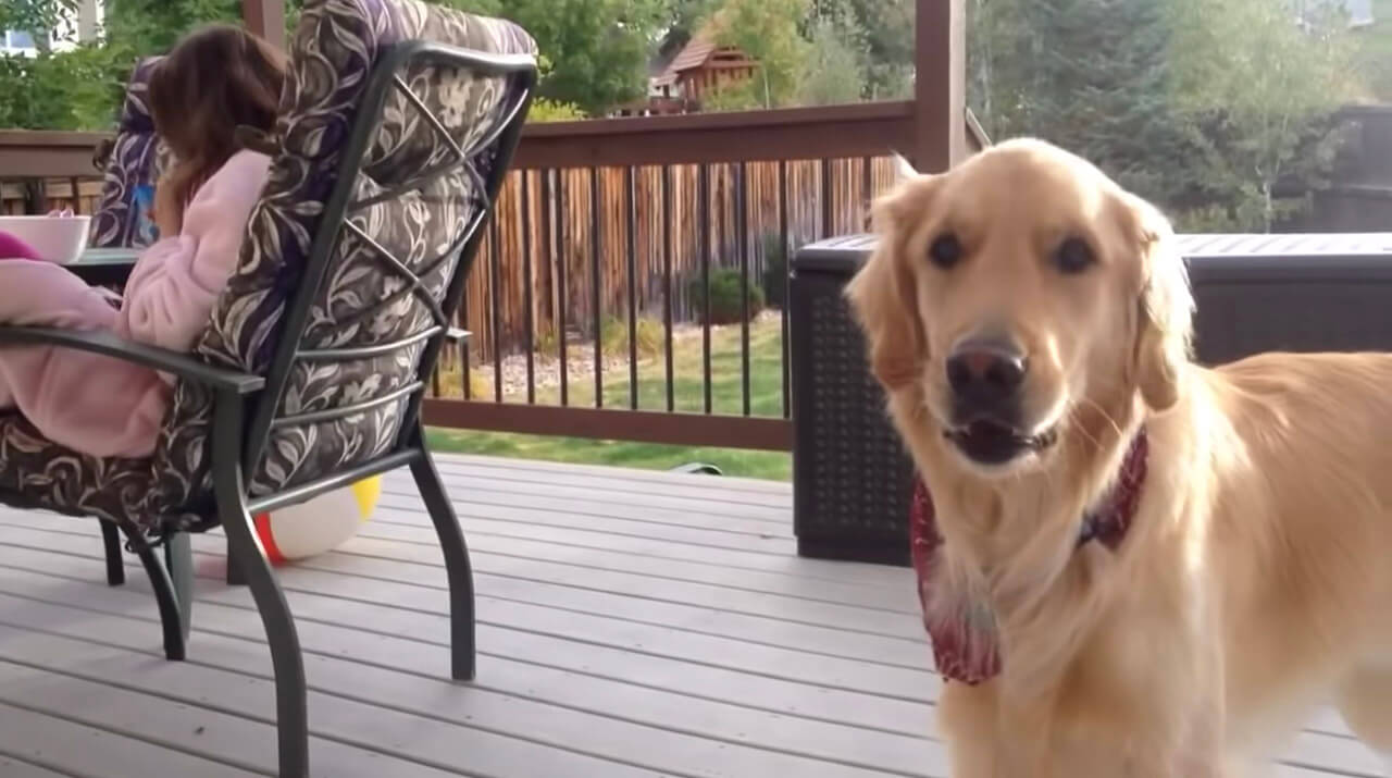 ゴールデンレトリーバー,動画