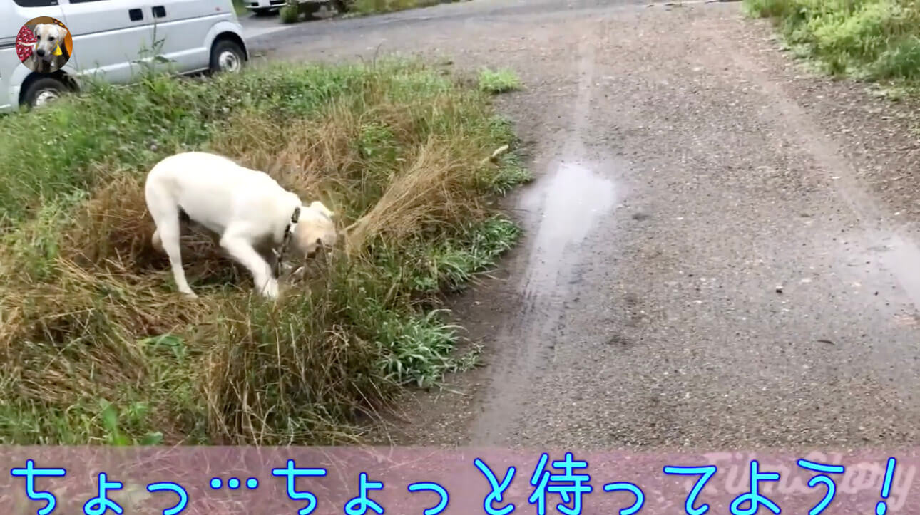 ラブラドールレトリーバー,動画