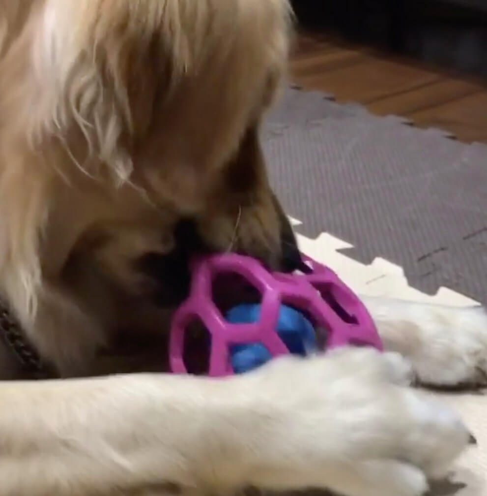 ゴールデンレトリーバー,動画