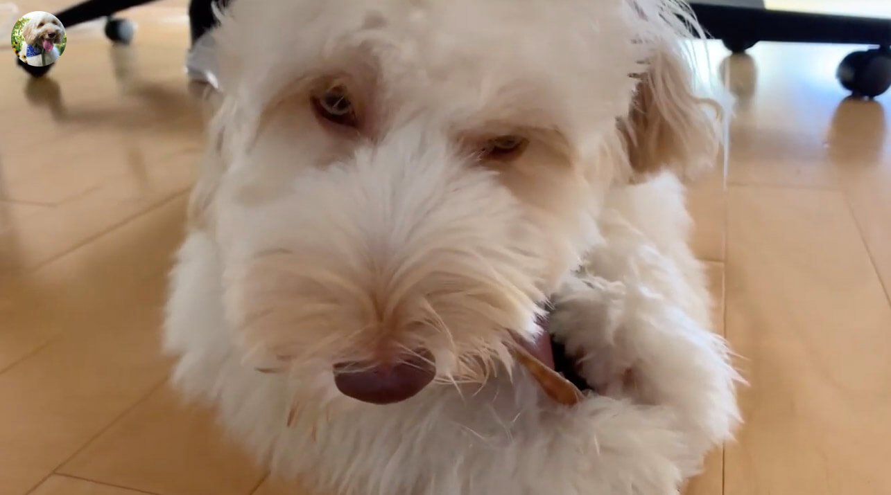 ラブラドゥードル,動画