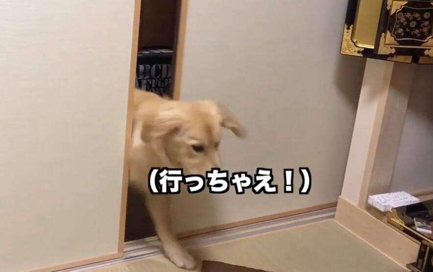 ゴールデンレトリーバー,動画